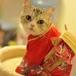 猫猫成人礼视频,萌宠成长瞬间，见证喵星人的蜕变之旅